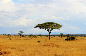 African savannah in Kenya