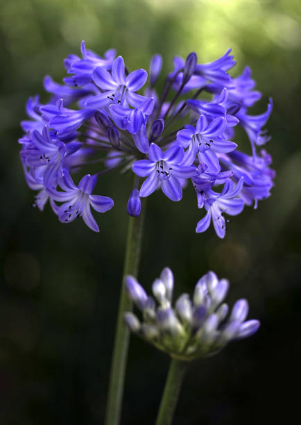 Agapanthus with Bokeh,Close-up of purple flowering plant