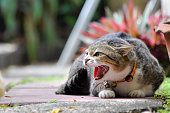 Aggressive cat roaring