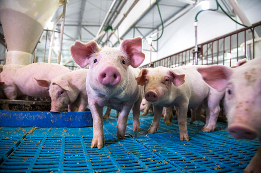 농업 돼지 농장