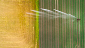 Agricultural sprinkler, wheat field