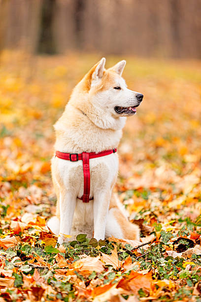 akita inu dog in the park picture
