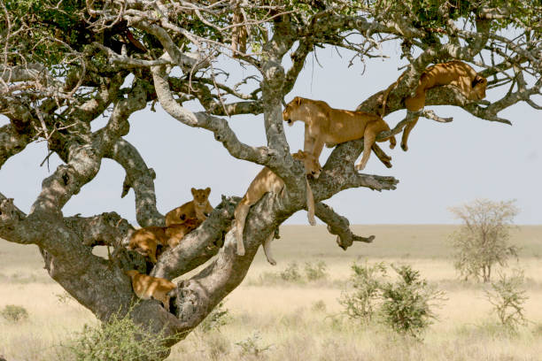 alert and threatening lionesses on tree picture id1217784677?k=20&m=1217784677&s=612x612&w=0&h=