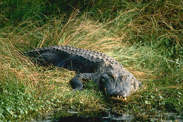 alligator in the grass - alligator stock pictures, royalty-free photos & images