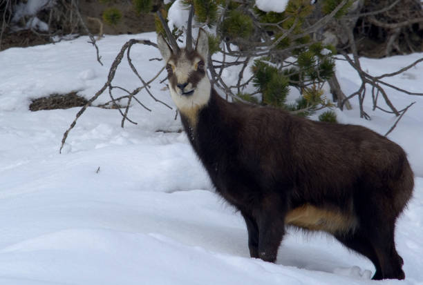 Alpine chamois female,Side view of deer standing on snow covered field,Livigno,Sondrio,Italy