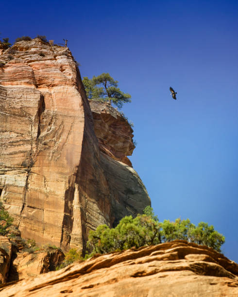 Amazing Condor in Flight Against Canyon Walls and Blue Sky at Zion National Park