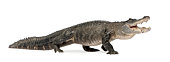 American Alligator (30 years)