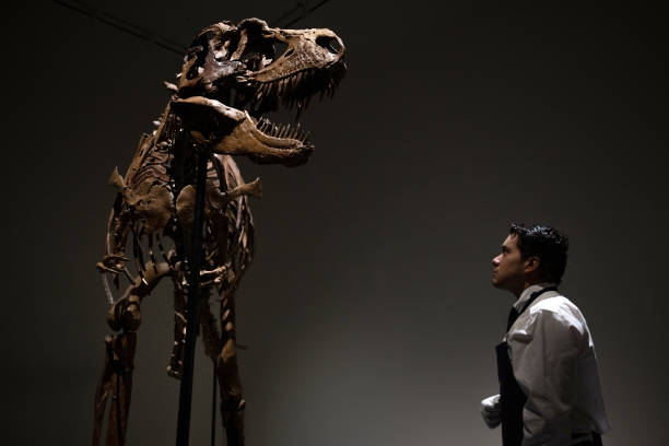 NY: Gorgosaurus Skeleton To Appear At Auction At Sotheby's