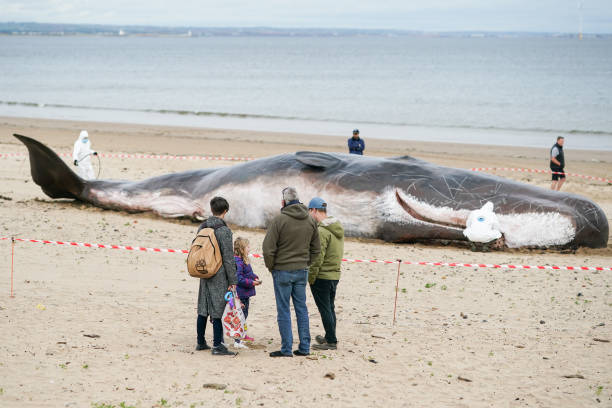GBR: Interactive Street Theatre Spectacle 'The Whale' Washes Up On Redcar Beach