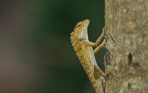 IND: Oriental Garden Lizard In Dimapur, India