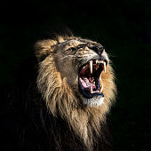 Angry lion roaring
