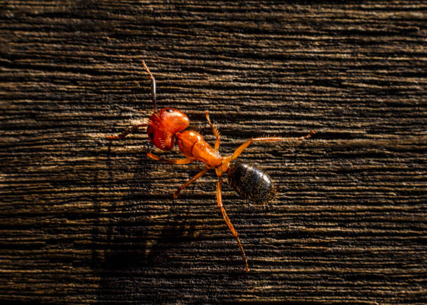 How To Get Rid Of Carpenter Ants