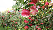 Apple Orchard ready for harvest