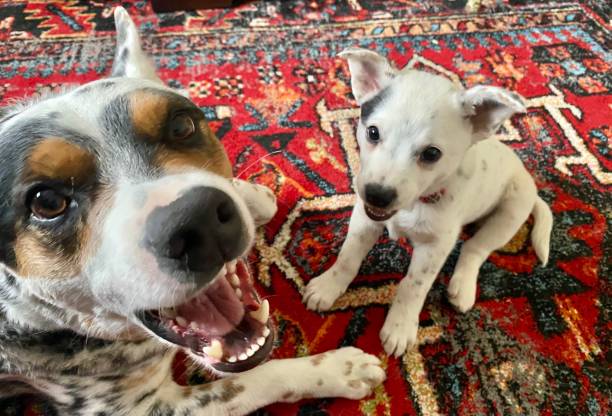 australian cattle dog and pup smiling together on persian rug - australian cattle dogs stock pictures, royalty-free photos & images