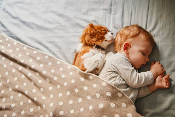 baby and his puppy sleeping peacefully - beautiful dog stock pictures, royalty-free photos & images