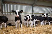 Baby calves in a barn