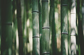 bamboo light and shadow background