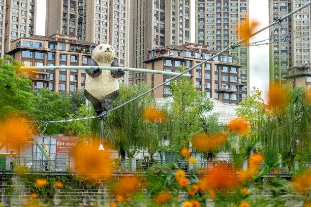 CHN: 'Kungfu' Panda 'Walks' Tightrope In Chengdu