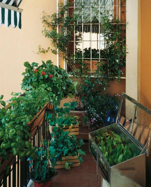 planter boxes sydney