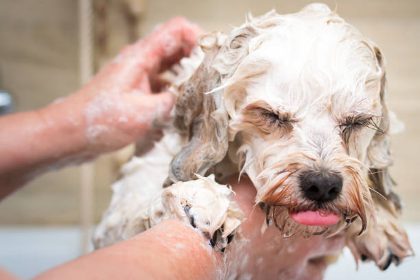 bathing a dog - beautiful dog stock pictures, royalty-free photos & images