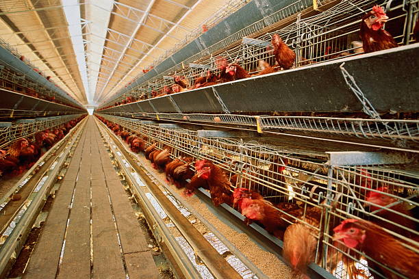 battery farming, rows of battery chickens - 鶏 ストックフォトと画像