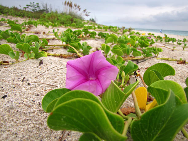 Beach Morning Glory (Ipomoea pes-caprae) growing on sandy beach in Fort Pierce, Florida