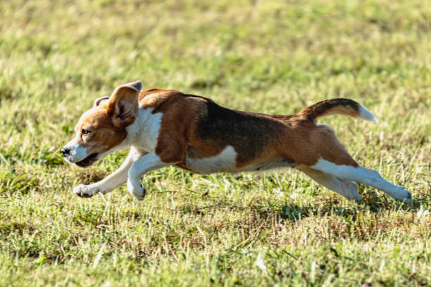 Beagle dog running and chasing coursing lure on field,Estonia