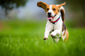 Beagle dog running on a meadow
