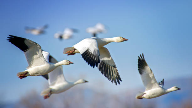 beautiful blue sky and snow geese in flight at bosque del apache - goose stock pictures, royalty-free photos & images