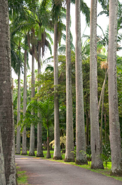 Beautiful Caribbean royal palm rows (Roystonea oleracea).