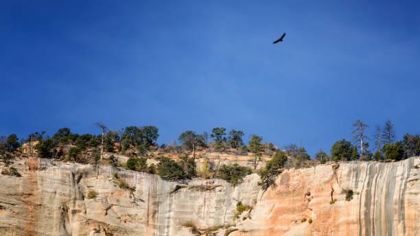 Beautiful Condor Soaring Above the Cliffs at Zion National Park