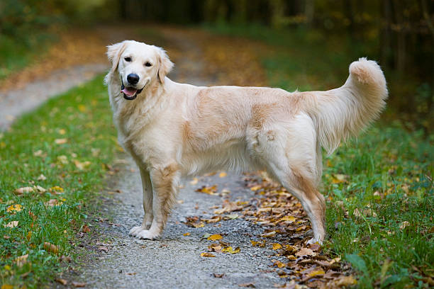 Smartest Dog Breeds(Border collie)/Getty