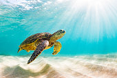 Beautiful Hawaiian Green Sea Turtle