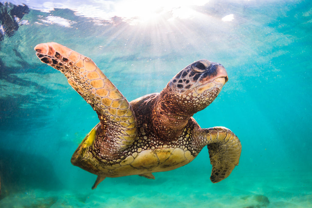 Sea Turtle