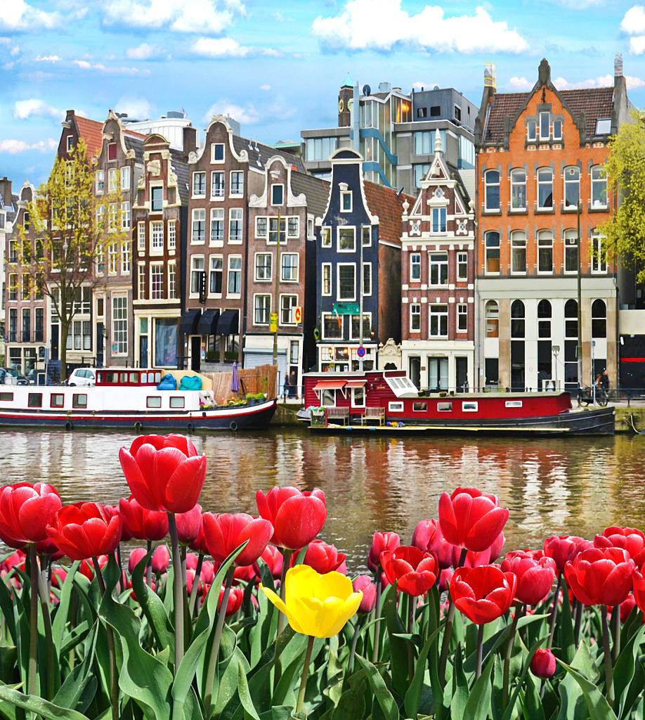 Tulips and Houses