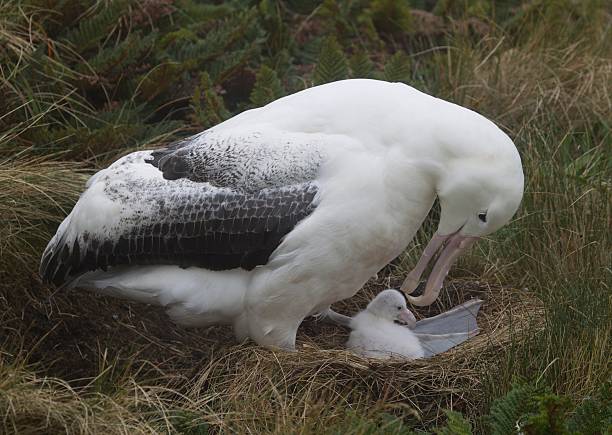 beautiful new zealand - albatross stock pictures, royalty-free photos & images