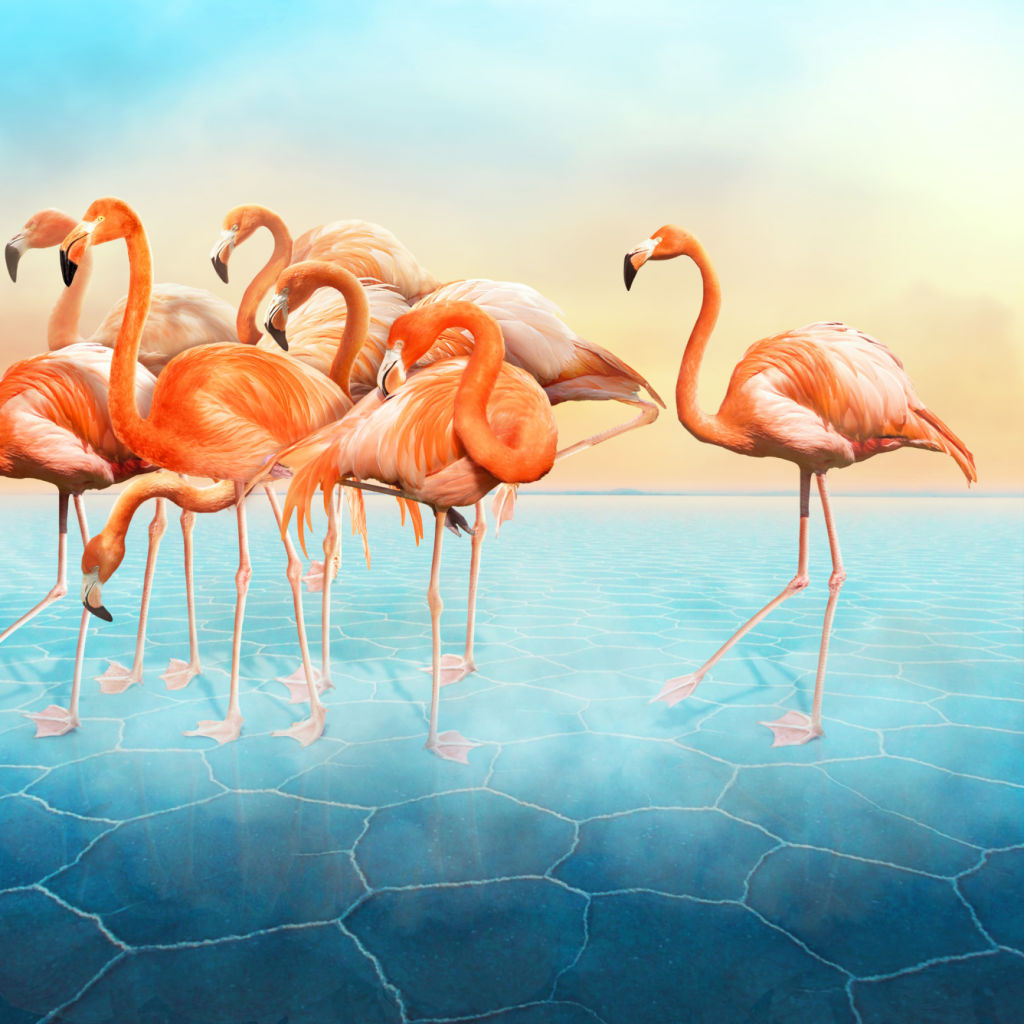 Red Flamingo's