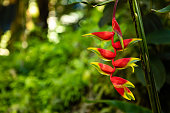 Beautiful Red Heliconia Stricta Tropical Flowers