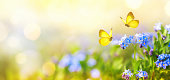 Beautiful summer or spring meadow with blue forget-me-nots flowers and two flying butterflies. Wild nature landscape.