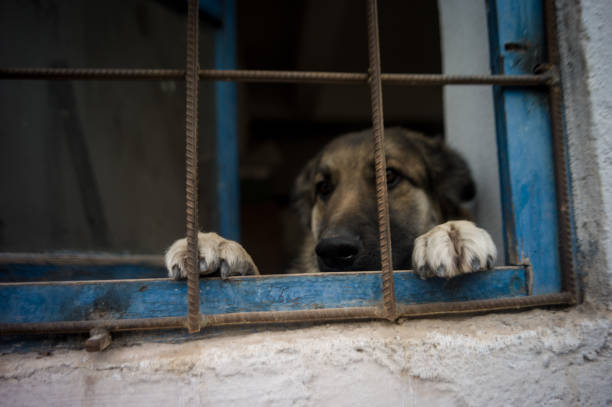 behind the bars - dogs behind abrs stock pictures, royalty-free photos & images