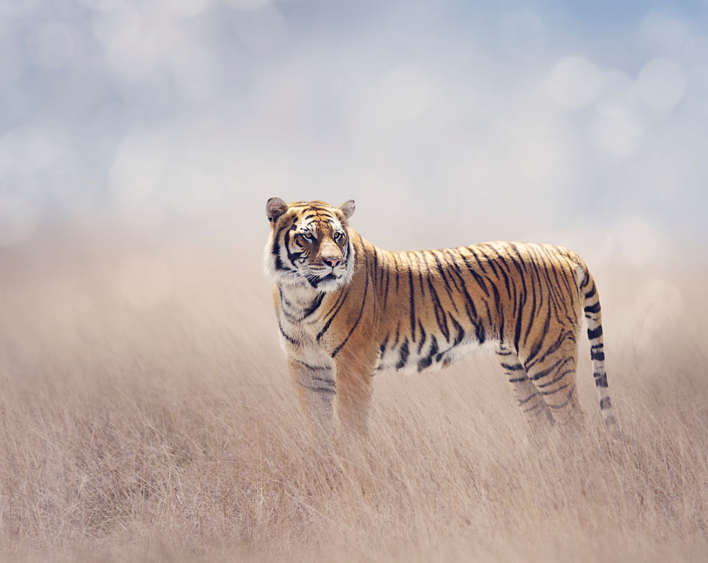 Tiger in Grassland