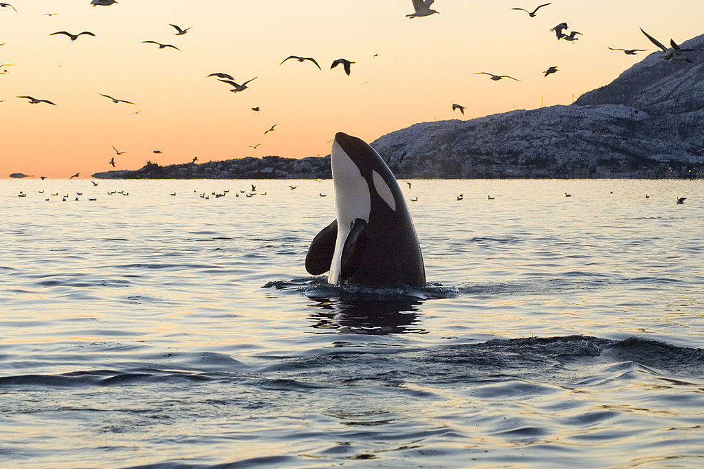 Big Orca at Sunset