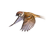 Bird sparrow on white background.