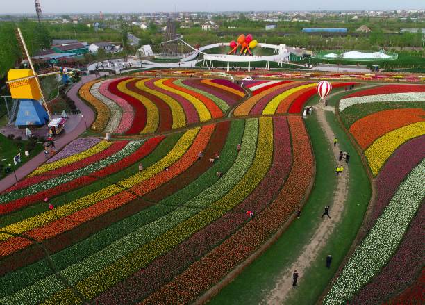 Resultado de imagen de tulip flower sea in Yancheng