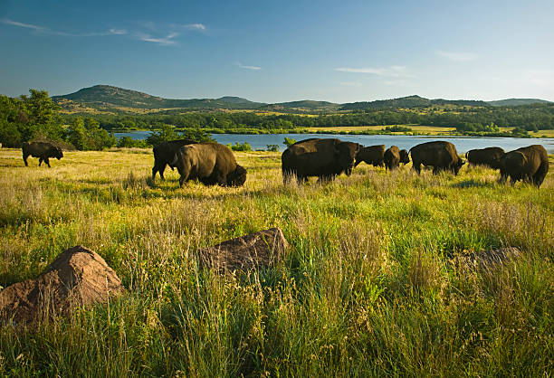 buffalo grass