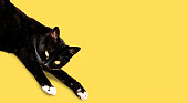 black cat lays ground isolated yellow