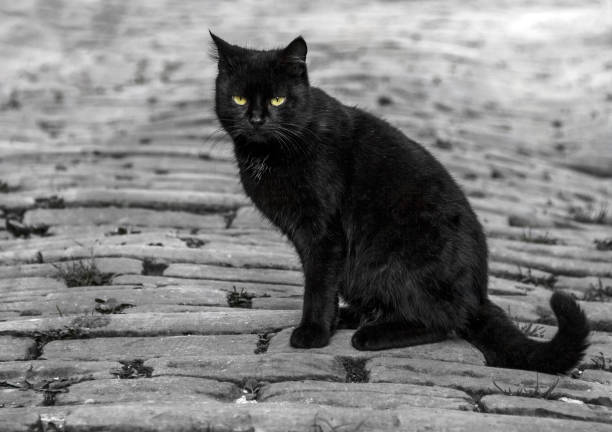 black cat - black cat stock pictures, royalty-free photos & images