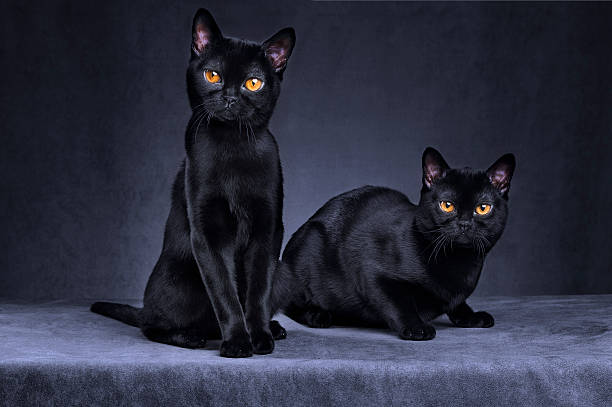black cats - black cat stock pictures, royalty-free photos & images