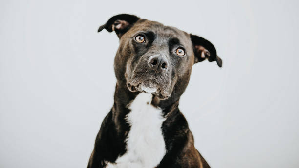 black dog against white backdrop - beautiful dog stock pictures, royalty-free photos & images