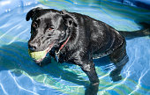 Black Labrador Retriever Dog with Ball in Small Pool